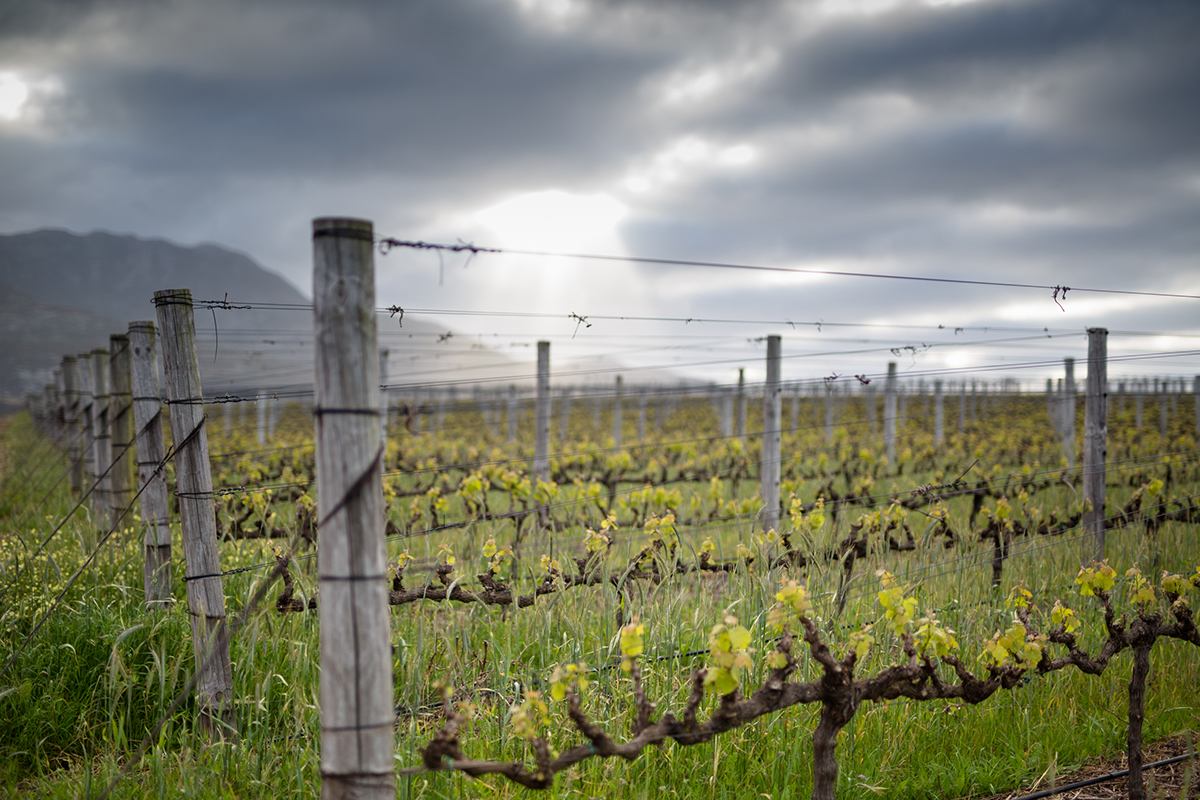Oak Valley Estate – Elgini jahe kliima ja Burgundia stiilis veinid
